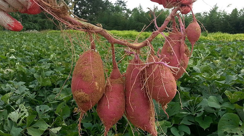 sweet potato