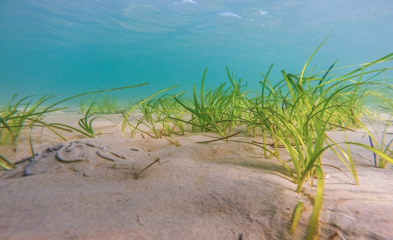 Dapatkah Lamun (Seagrass) Hidup Di Air Tawar?