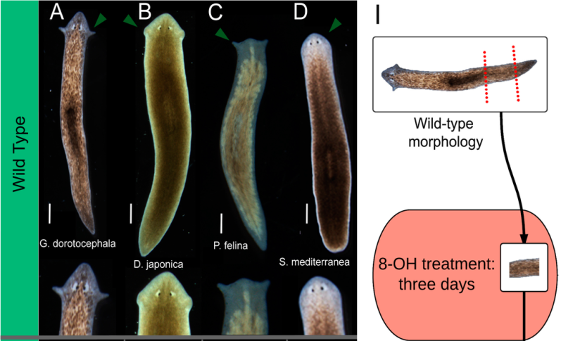 Sinyal Epigenetik Merangsang Planaria Berkepala Beda Spesies