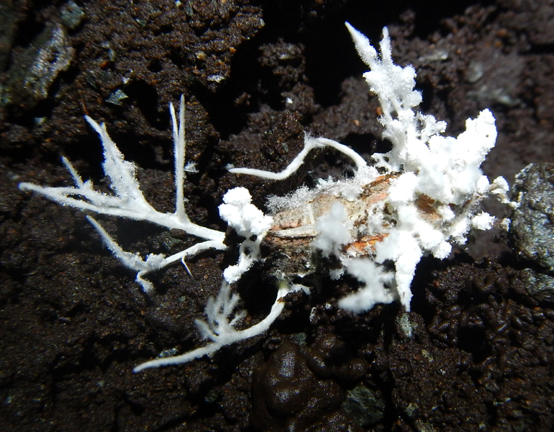 Beauveria bassiana : Fungi Penjerat Serangga yang Ampuh