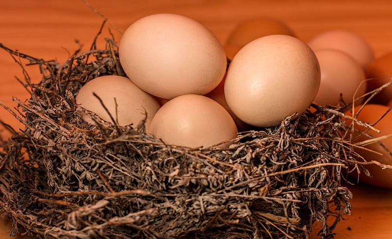 Mengenal Manfaat Dan Kandungan Dari Telur Ayam